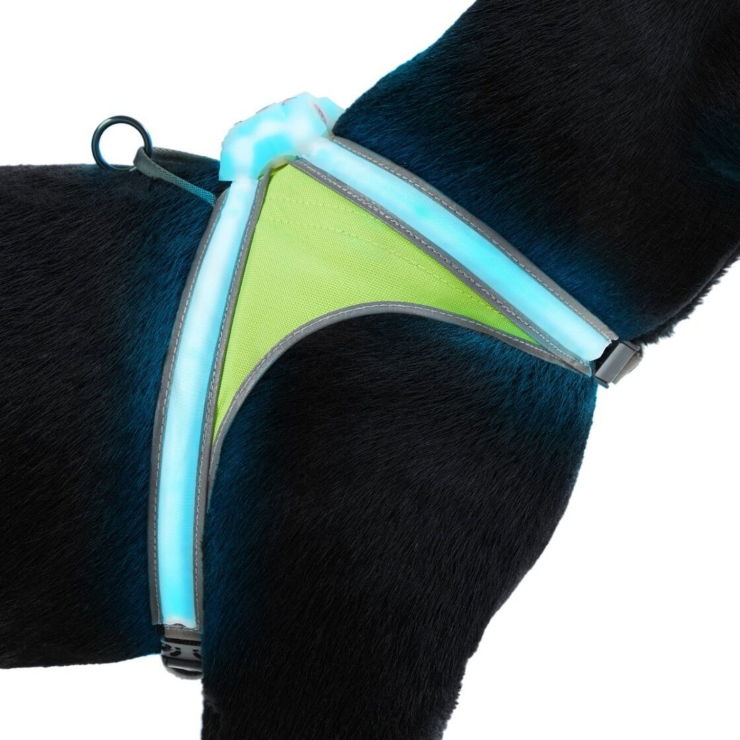 NOXGEAR LIGHTHOUND DOG HARNESS
